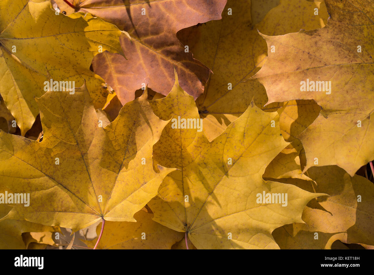 Cumulo di foglie di acero in autunno colori Foto Stock