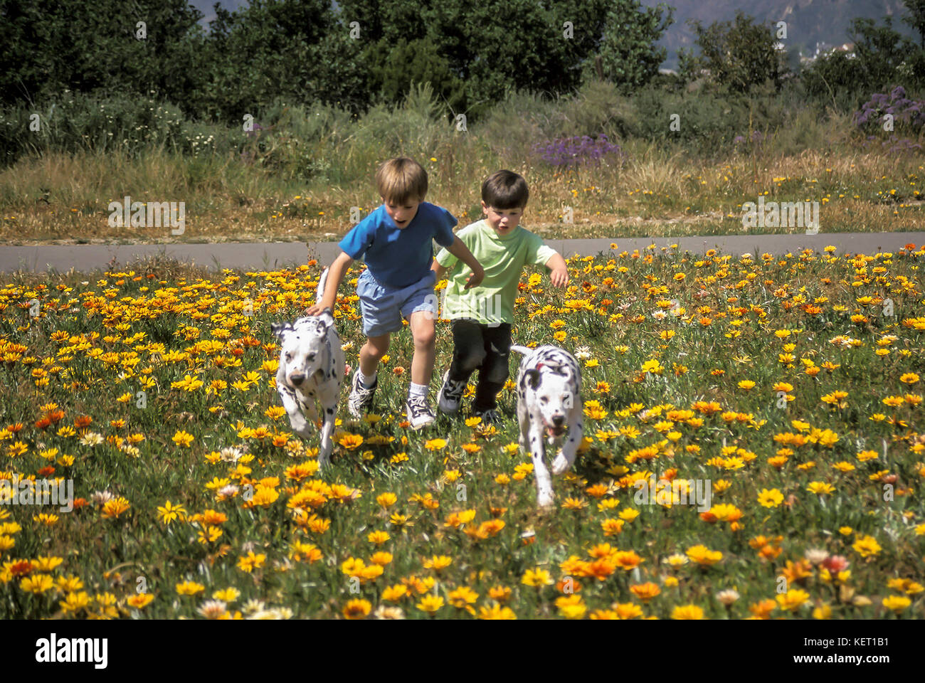 Infanzia due giovani ragazzi cercando di catturare giocoso cuccioli di fuggire dal loro cane cani godendo estate vista frontale © Myrleen Pearson Foto Stock