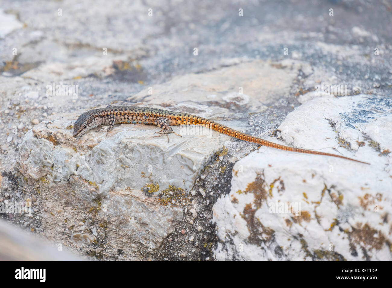 Podarcis virescens, Cazorla parco naturale, Jaen, Spagna Foto Stock