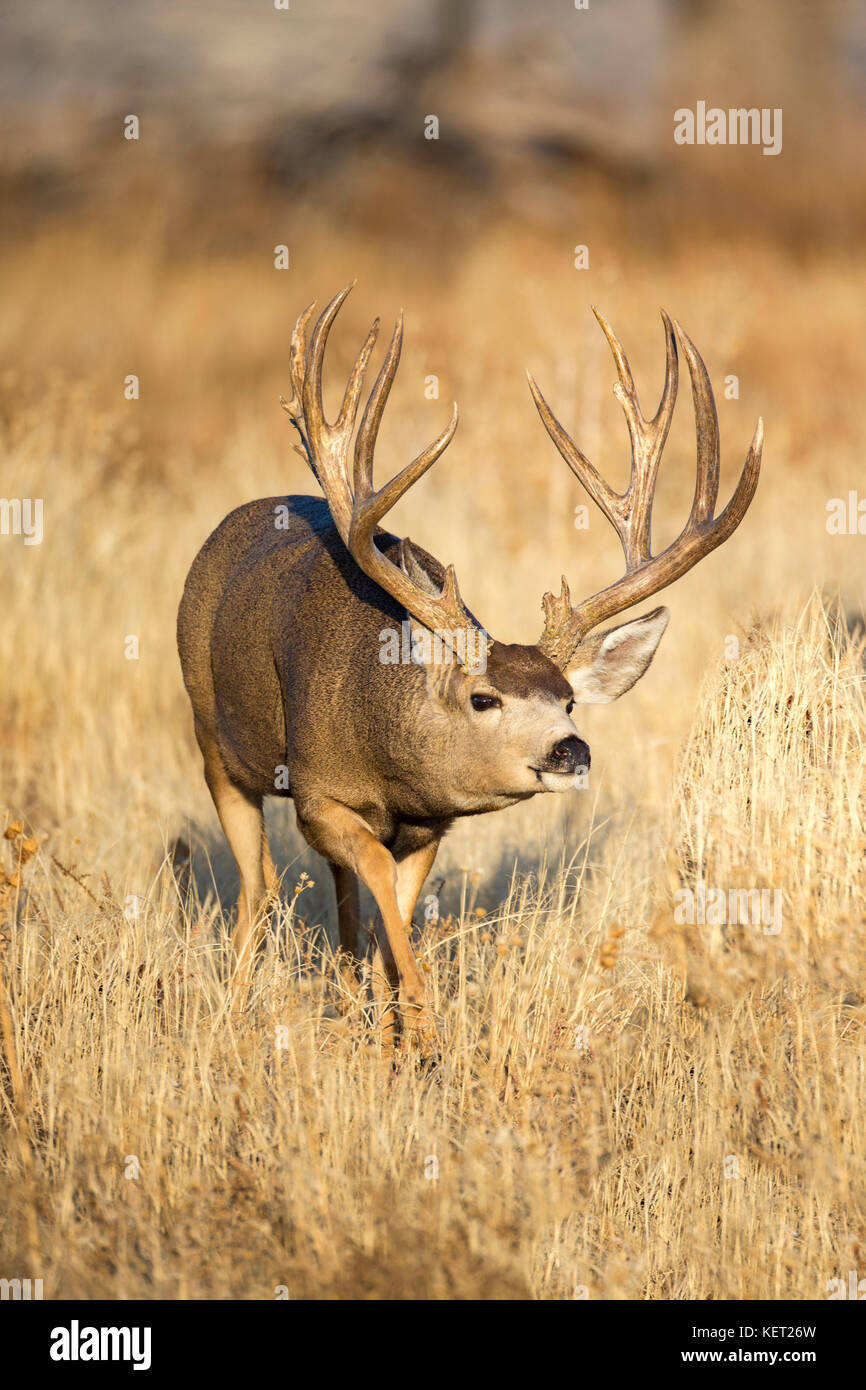 Dimensioni trophy Mule Deer buck durante l'autunno rut Foto Stock