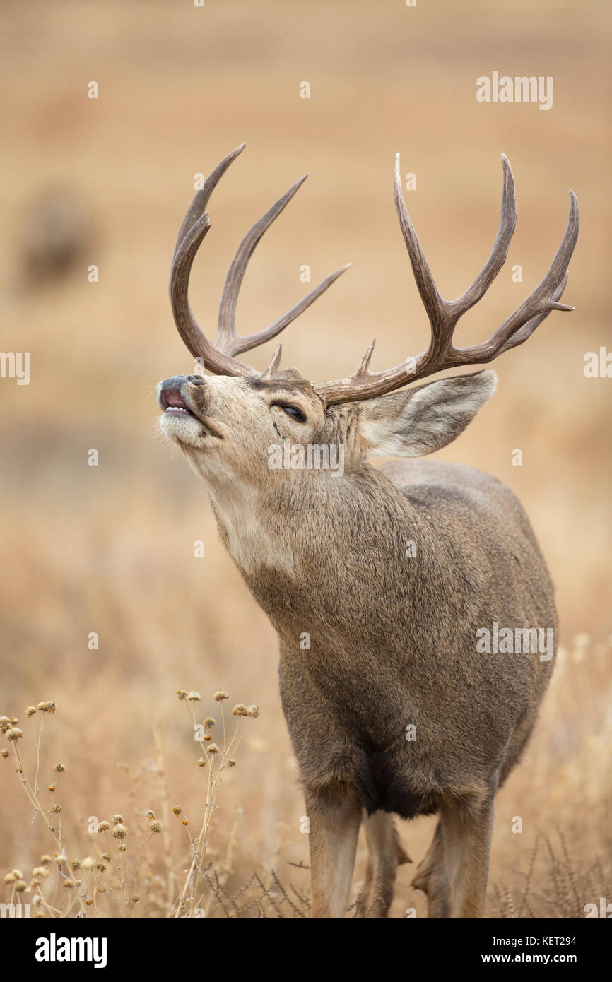 Trophy Mule Deer Buck durante il rut autunnale in Colorado Foto Stock