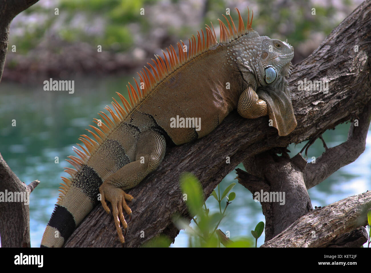 Grossa iguana dal Florida keys Foto Stock