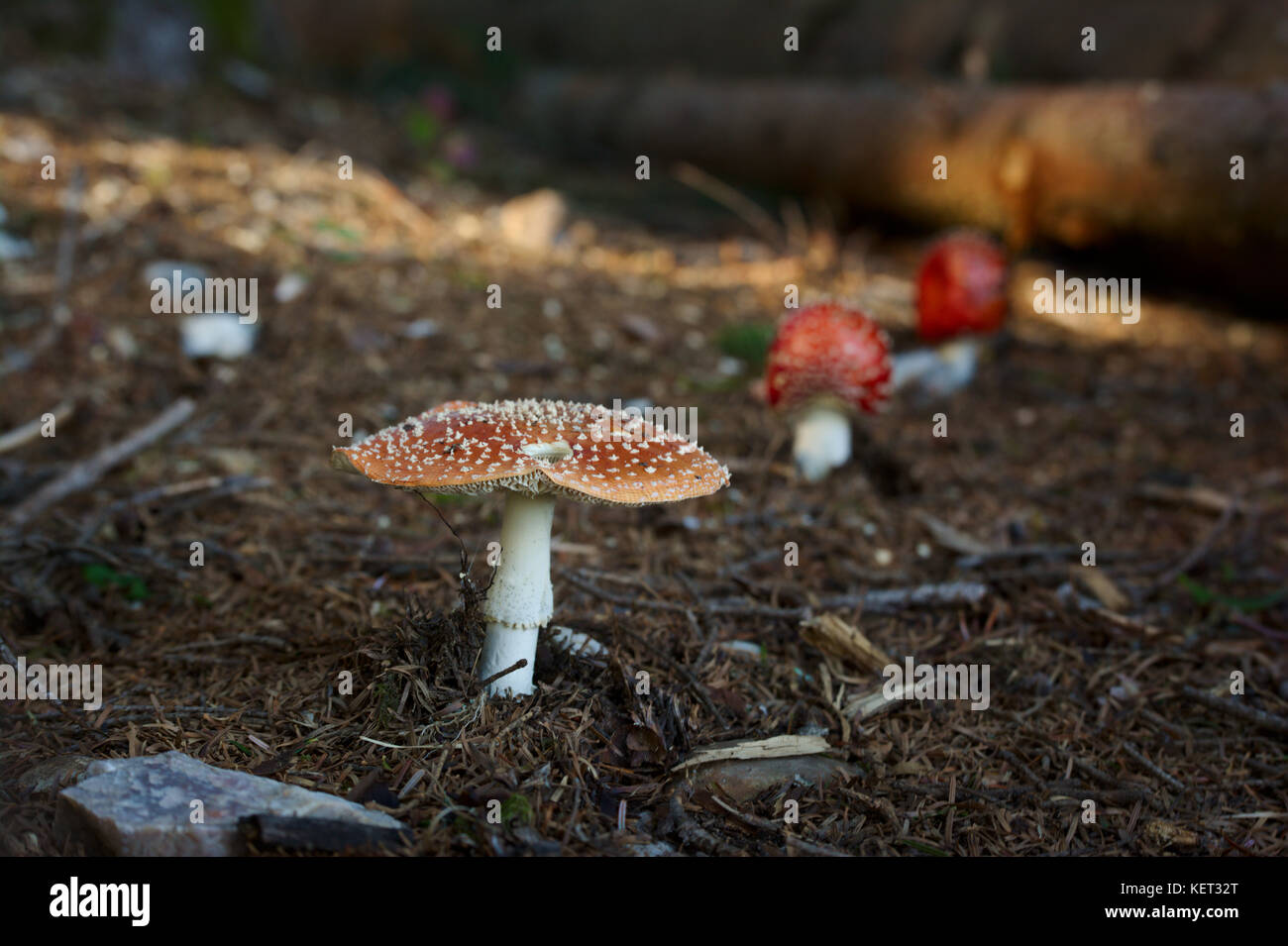 Tre fly agarics in una fila in una foresta soleggiata in Svizzera Foto Stock
