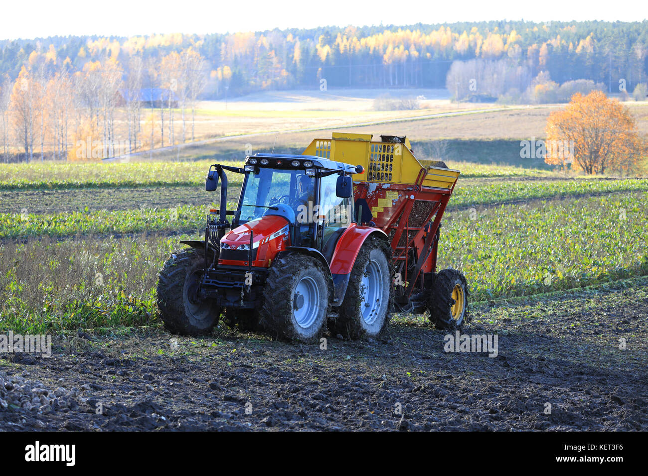 Paimio, Finlandia - 21 ottobre 2017: il contadino di raccolti di barbabietole da zucchero con Massey Ferguson 6455 trattore agricolo e barbabietole juko trebbiatrice su un bel pomeriggio Foto Stock