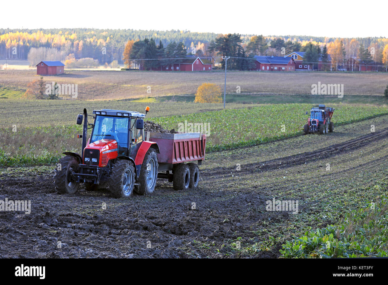 Paimio, Finlandia - 21 ottobre 2017: barbabietole da zucchero vendemmia a fine ottobre in Finlandia con un Massey Ferguson 6280 Fattoria il trattore e il rimorchio per transportin Foto Stock