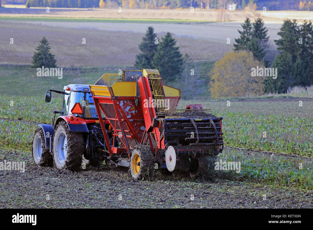 Paimio, Finlandia - 21 ottobre 2017: il contadino di raccolti di barbabietole da zucchero con Massey Ferguson trattore agricolo e barbabietole juko trebbiatrice su una bella giornata in autunno. Foto Stock