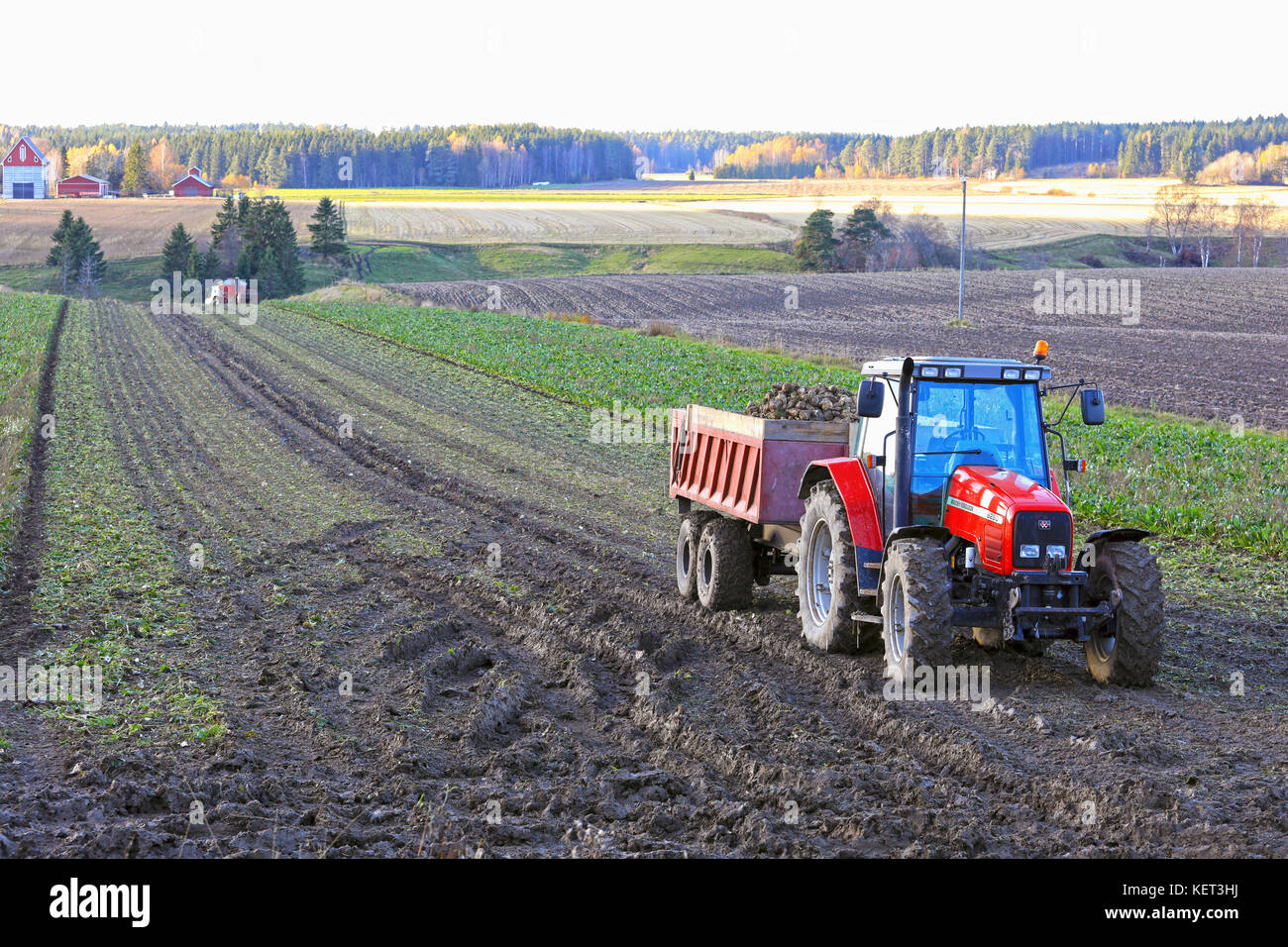 Paimio, Finlandia - 21 ottobre 2017: barbabietole da zucchero raccolto in Finlandia con un Massey Ferguson trattore e rimorchio per colture e harvester lavorando su t Foto Stock