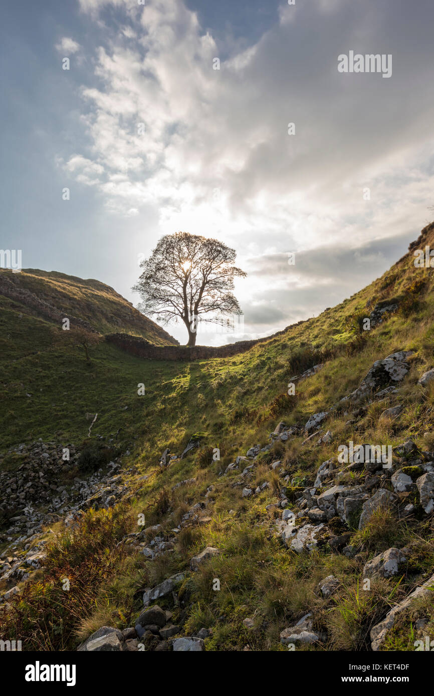 Sycamore Gap sul vallo di Adriano, Northumberland, England, Regno Unito Foto Stock