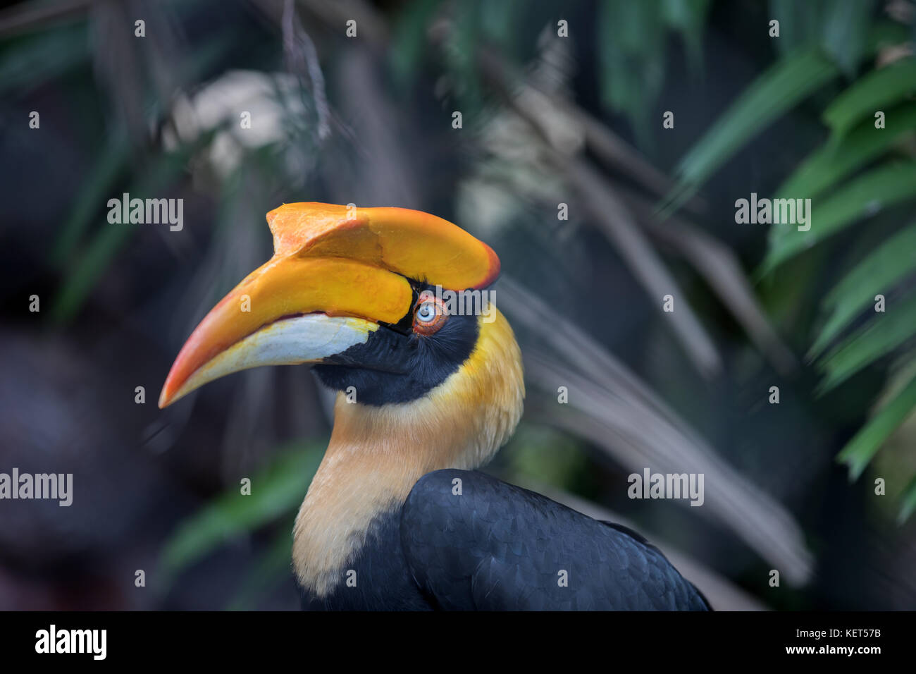 Grande hornbill bird Foto Stock