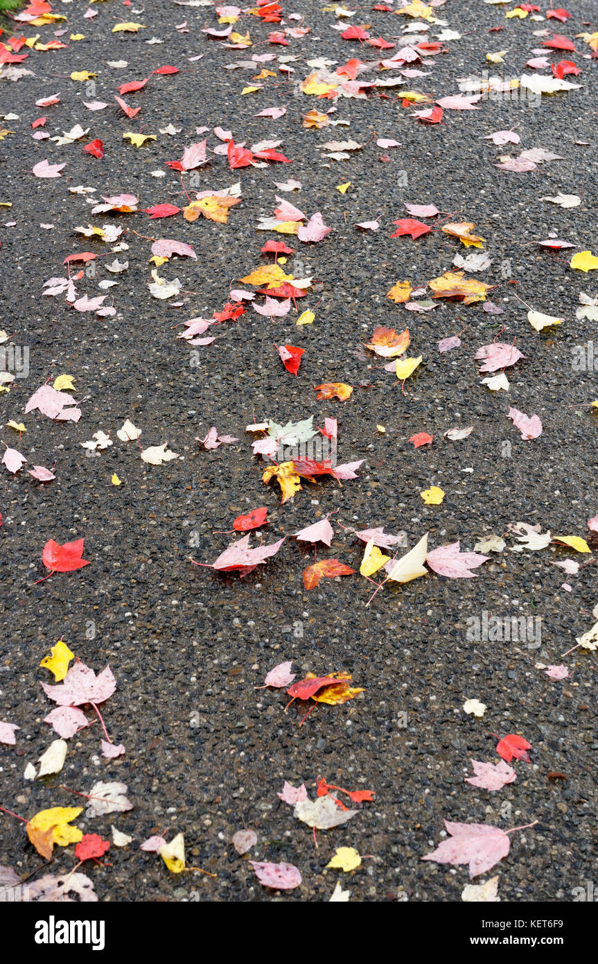 Colorato Foglie di autunno giacente sul marciapiede, Vancouver, BC, Canada Foto Stock