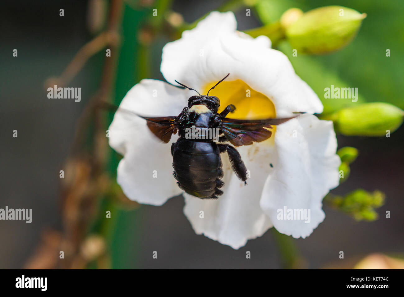 Xylocopa micans - carpenter bee. Foto Stock