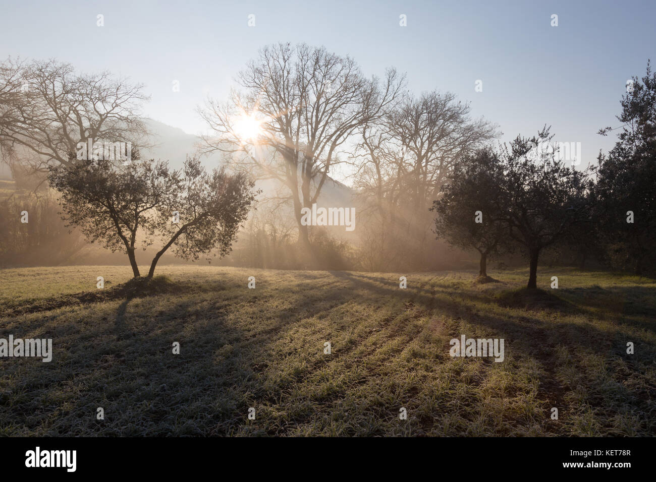 Potenti raggi di sole taglio attraverso la nebbia all'alba, nel mezzo di alcuni alberi su un prato Foto Stock