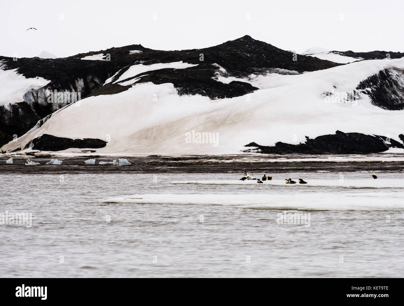 Re maschio Eider Duck (S. spectablis) con maschio e femmina Eider comune delle anatre (Somateria mollissima) in estate piumaggio sul pack artico ghiaccio. Spitsbergen Foto Stock