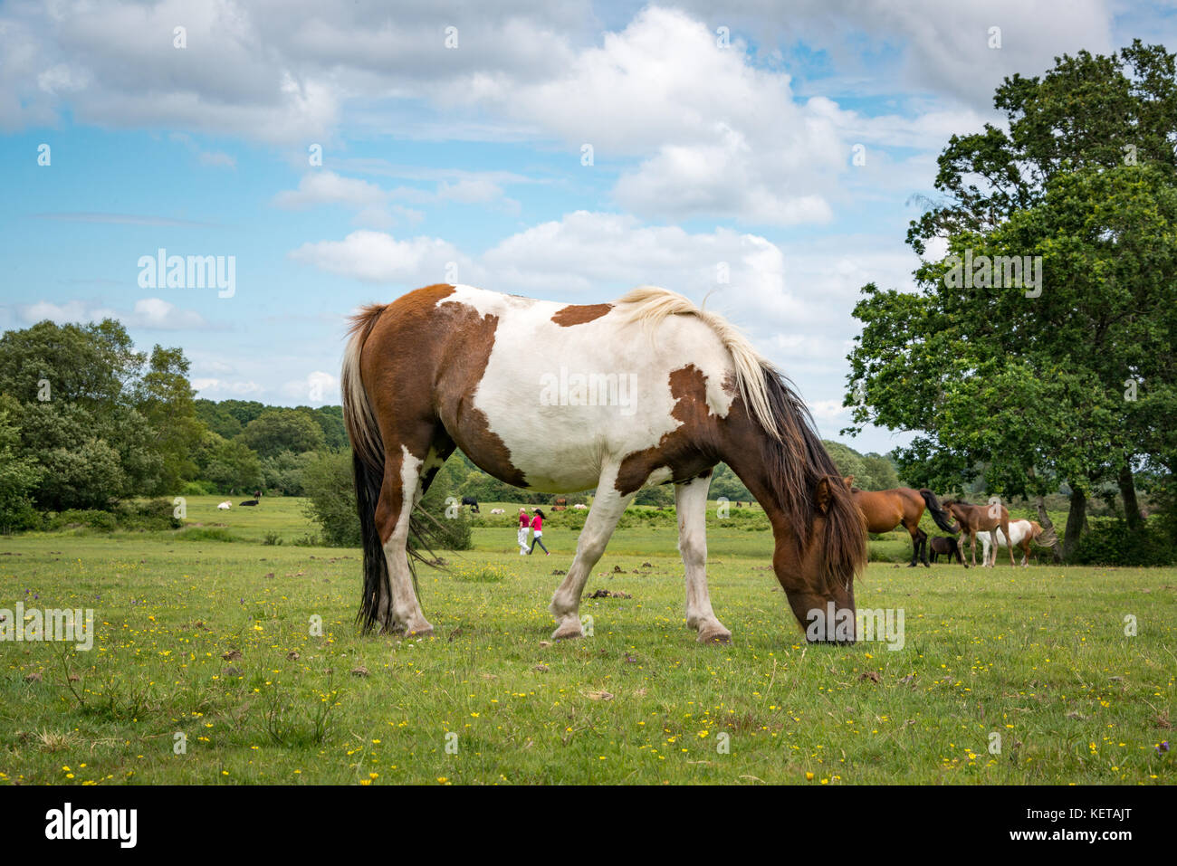 Una nuova foresta pony nel nuovo Parco Nazionale Foreste, Hampshire, Inghilterra, Regno Unito Foto Stock