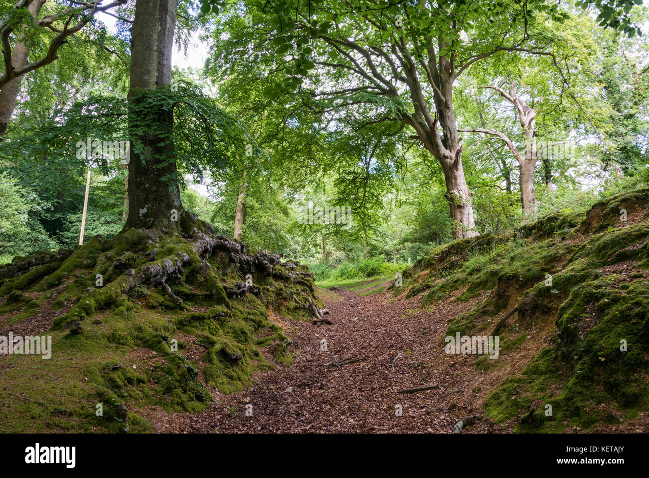 Antica foresta a Burley in New Forest, Hampshire, Inghilterra, Regno Unito Foto Stock