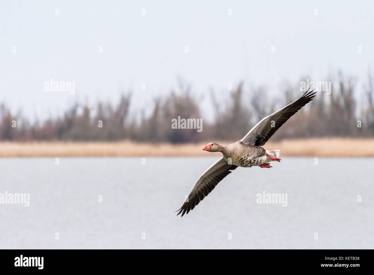 Un graylag goose è volare sopra le acque di un lago con le zone umide in background. Foto Stock