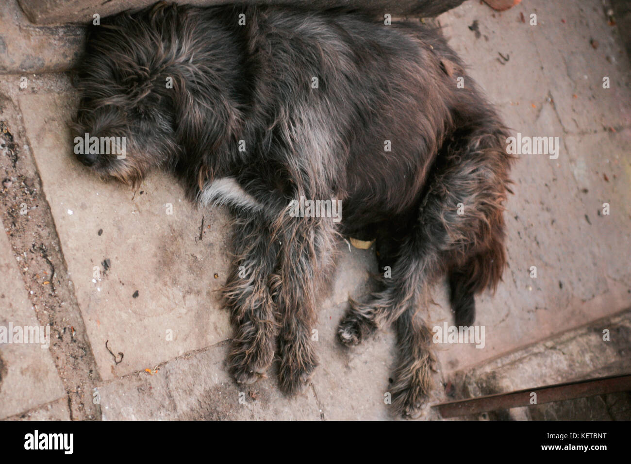 Cane peloso Foto Stock