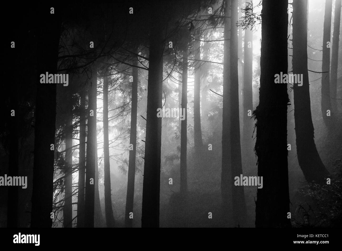 Tronchi di alberi di alto fusto nella foresta avvolta dalla nebbia bajang minaj tumling alle frontiere del Nepal e India asia Foto Stock