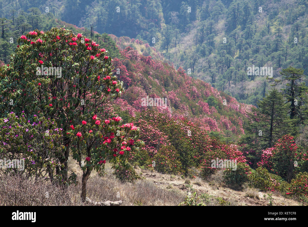 Alberi colorati durante la fioritura nel sandakphu singalila parco nazionale di confine india nepal asia Foto Stock