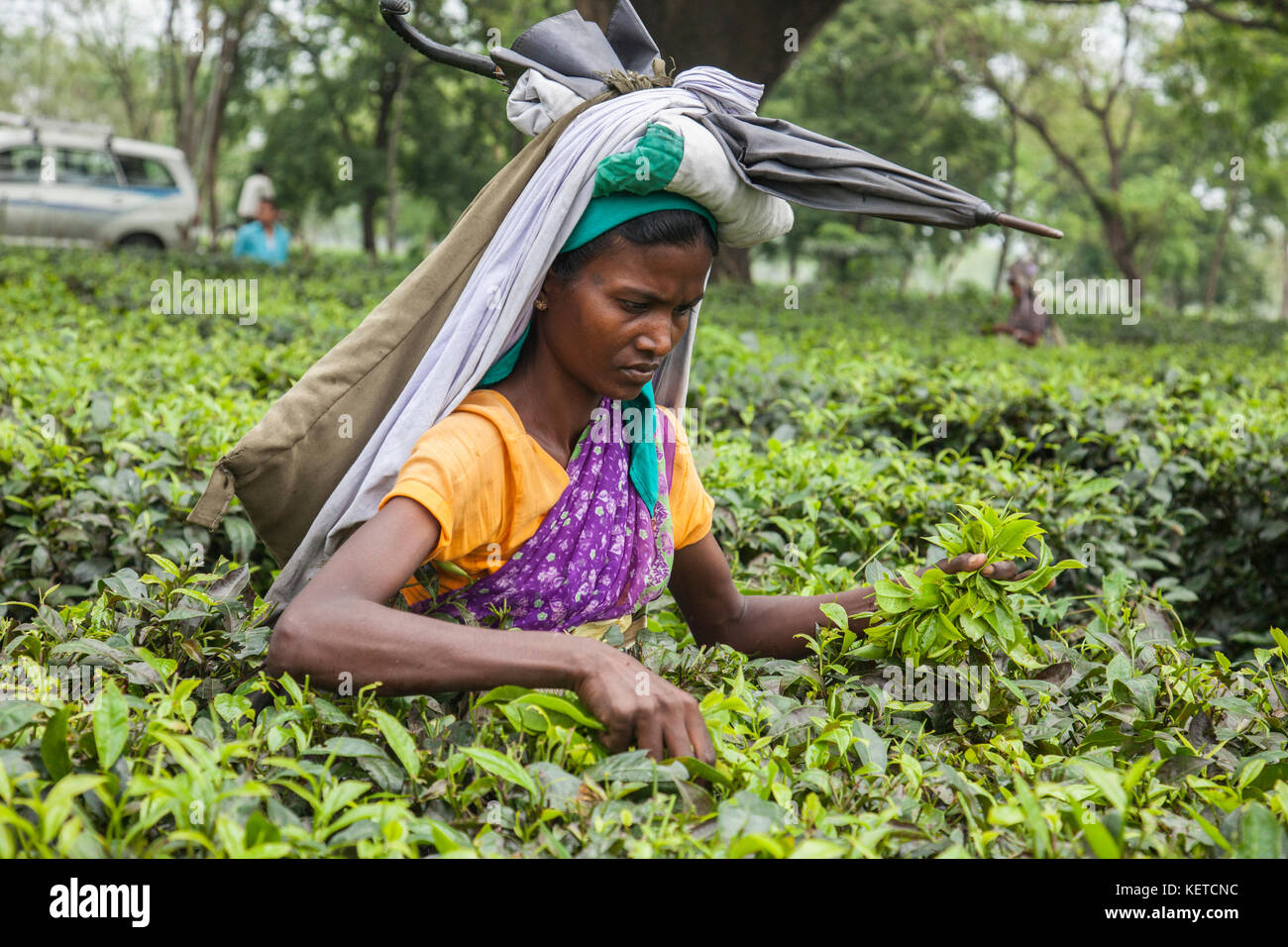 Ritratto di donna che lavorano nel tè giardini di phuentsholing bagdogra confine fra India e bhutan asia Foto Stock