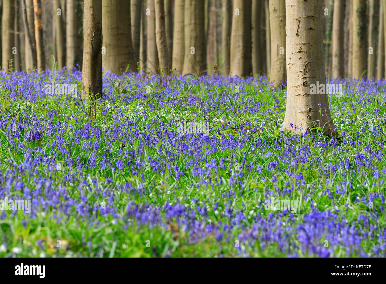 Tappeto viola di fioritura bluebells incorniciato da tronchi di Sequoia gigante alberi della foresta Hallerbos Halle Belgio Europa Foto Stock