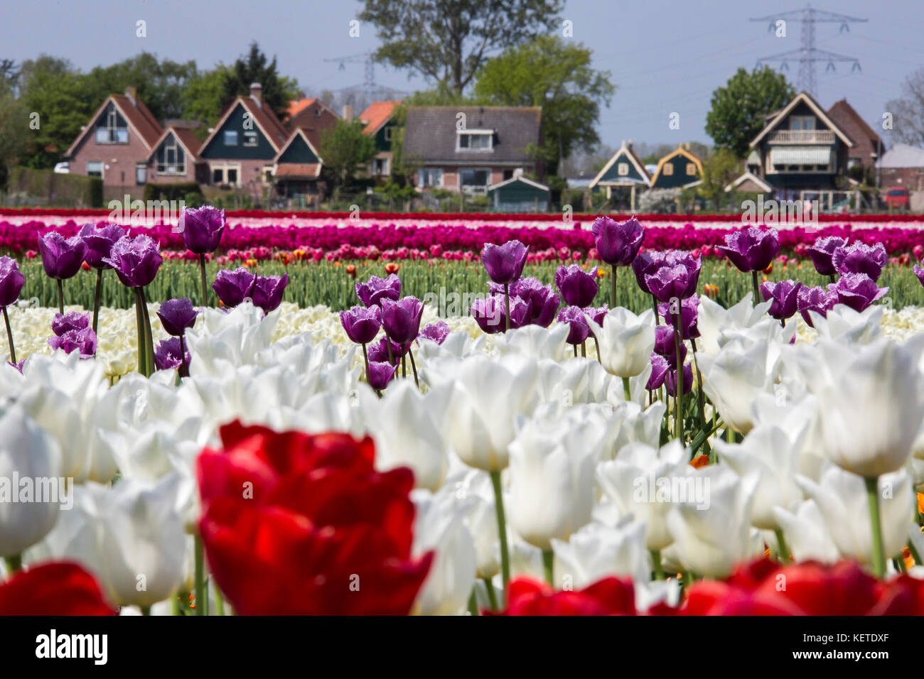 Multicolore di campi di tulipani il telaio il villaggio in primavera berkmeer koggenland North Holland Olanda europa Foto Stock