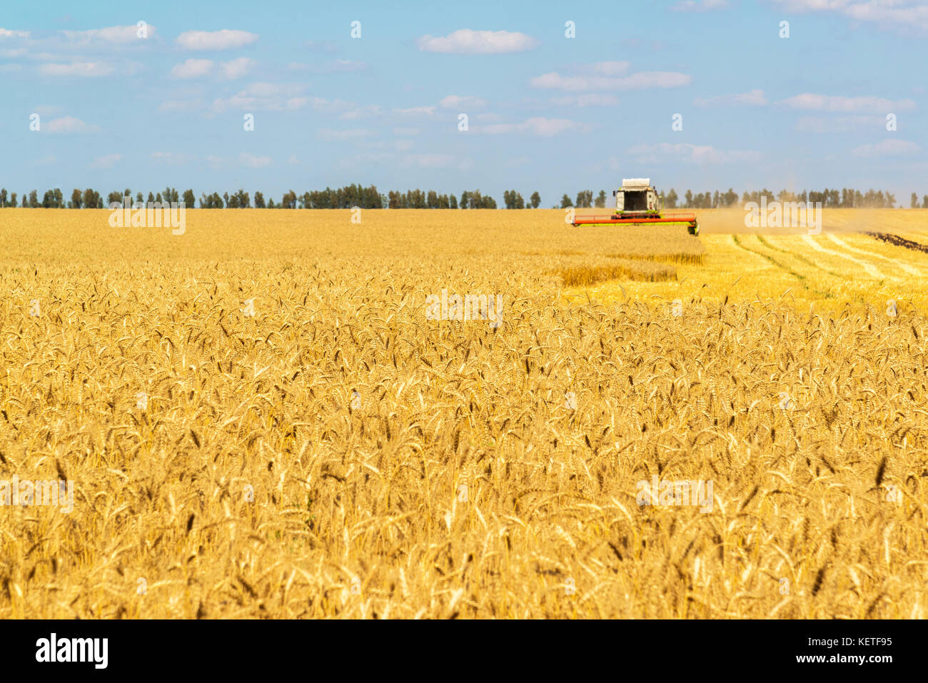 La mietitrebbia lavora sul grande campo di grano maturo. russia Foto Stock