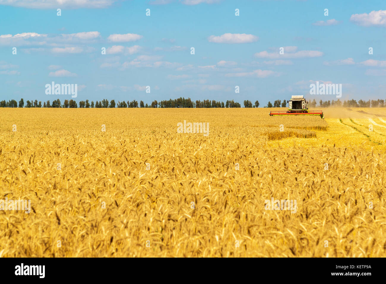 La mietitrebbia lavora sul grande campo di grano maturo. russia Foto Stock