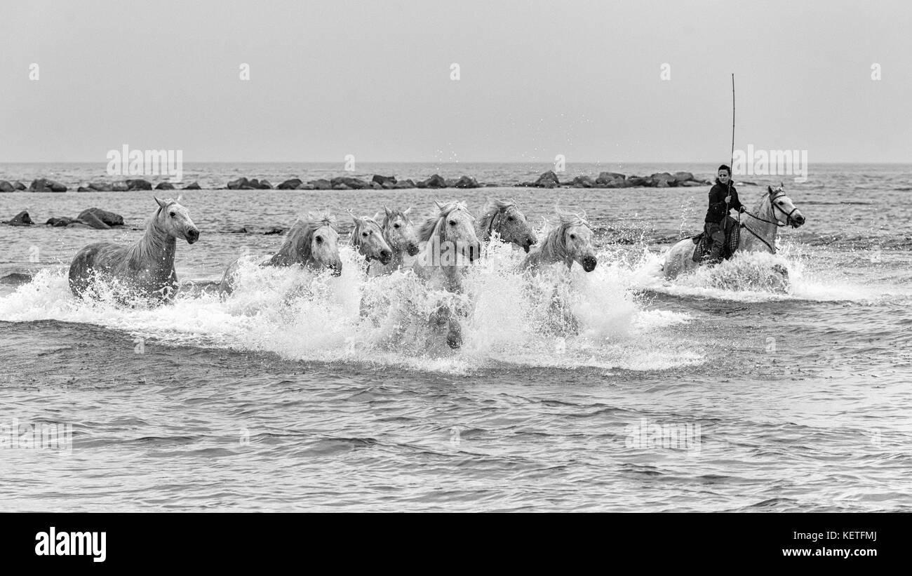 Cavalli Camargue (Equus caballus) e lì guardiano, galoppando attraverso l'acqua vicino Saintes-Marie-de-la-Mer, Camargue, Francia, Europa Foto Stock