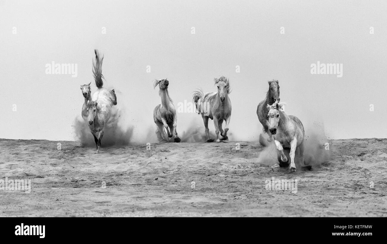 Cavalli Camargue (Equus caballus), gallopping su una spiaggia di sabbia vicino Saintes-Marie-de-la-Mer, Camargue, Francia, Europa Foto Stock