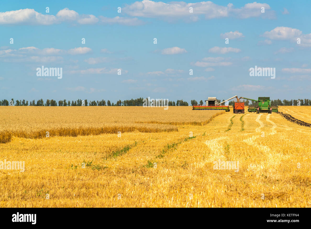 Macchine agricole rimuove il raccolto di grano sul campo. LA RUSSIA Foto Stock