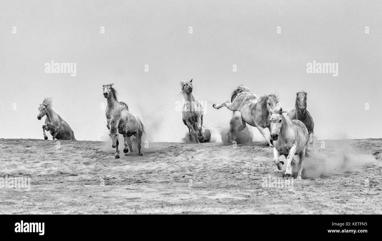 Cavalli Camargue (Equus caballus), gallopping su una spiaggia di sabbia vicino Saintes-Marie-de-la-Mer, Camargue, Francia, Europa Foto Stock