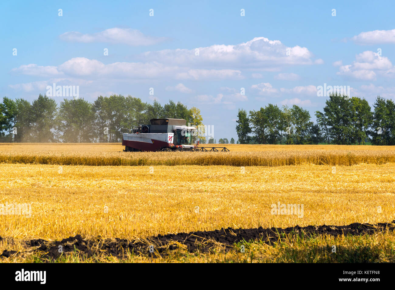 Macchine agricole rimuove il raccolto di grano sul campo. LA RUSSIA Foto Stock