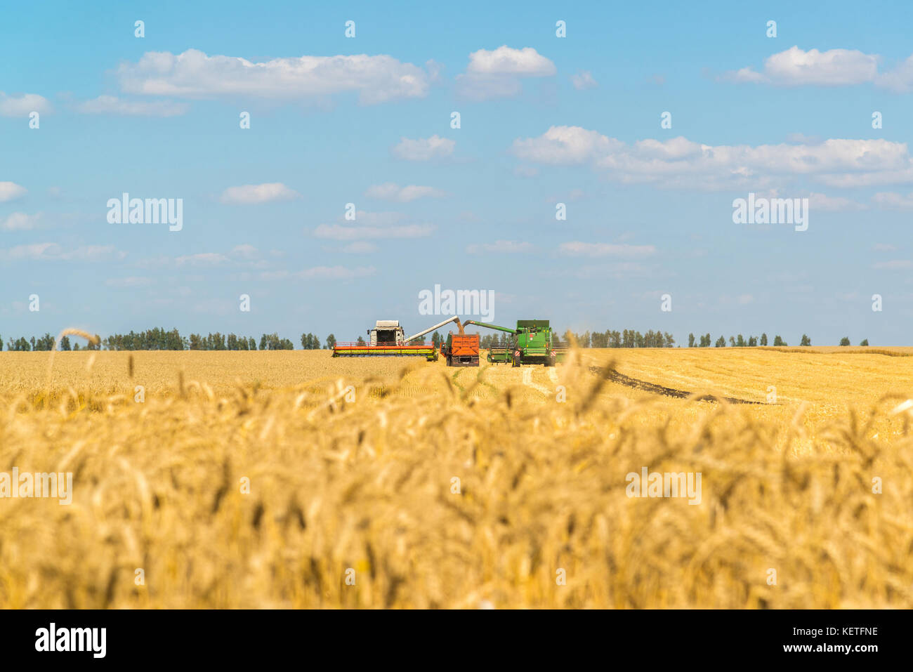 Macchine agricole rimuove il raccolto di grano sul campo. LA RUSSIA Foto Stock