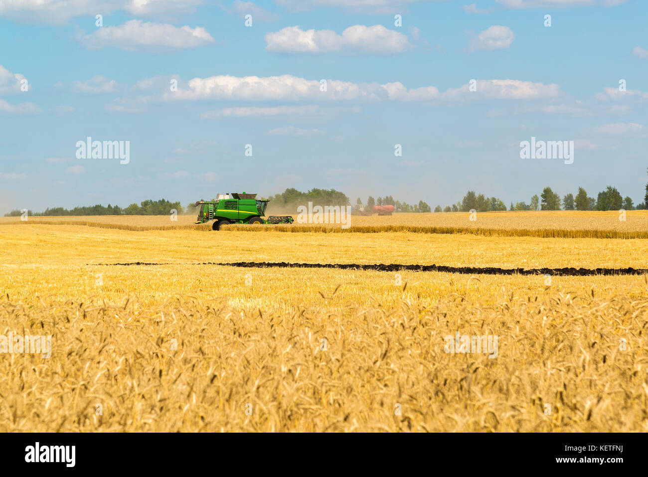 Macchine agricole rimuove il raccolto di grano sul campo. LA RUSSIA Foto Stock