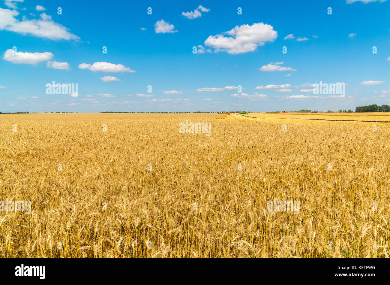 Mature campo di grano durante la mietitura. russia Foto Stock