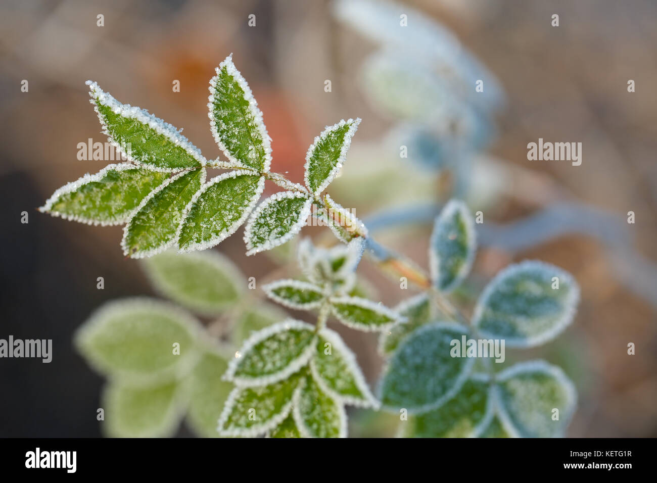 Foglie congelate con gelo Foto Stock