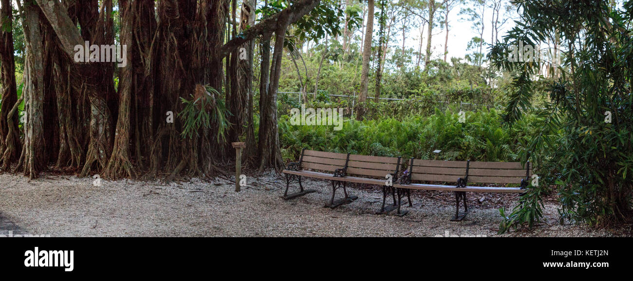 Panche sotto gli alberi di banyan Ficus carica con le loro radici spesse fodera un percorso tropicale nel sud della Florida Foto Stock