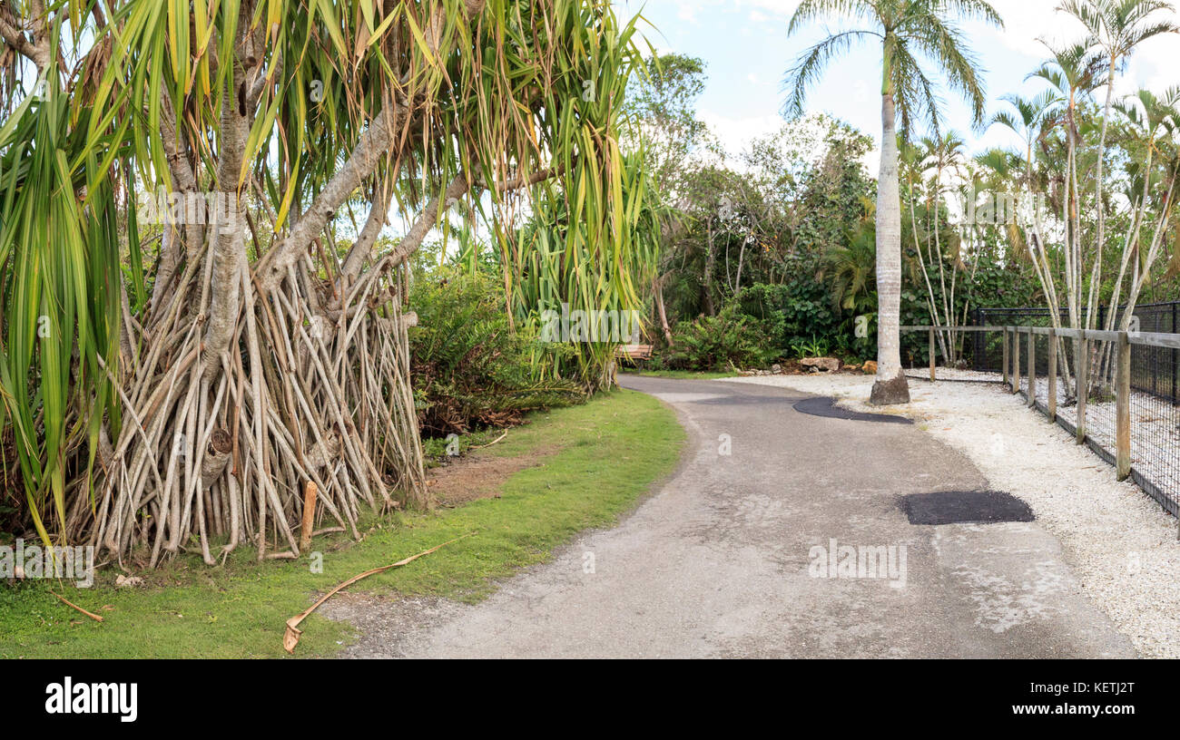 Alberi di banyan Ficus carica con le loro radici spesse linea un percorso tropicale nel sud della Florida Foto Stock