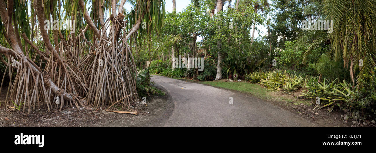 Alberi di banyan Ficus carica con le loro radici spesse linea un percorso tropicale nel sud della Florida Foto Stock