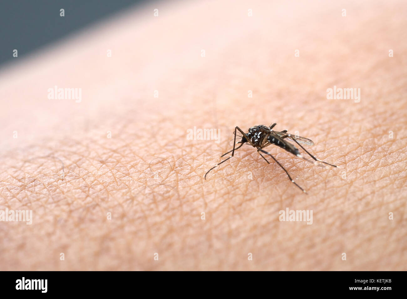 Le zanzare sono sparsi sulla pelle umana per succhiare il sangue. Le persone che ottenere le zanzare o punture di zanzara. causerà la malaria malattia. Le zanzare sono un pericoloso Foto Stock