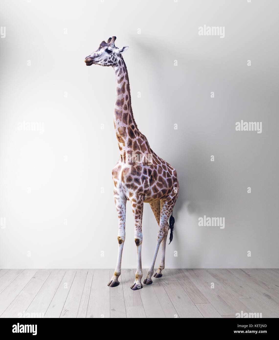 La giraffa nella stanza bianca . media concetto misti Foto Stock