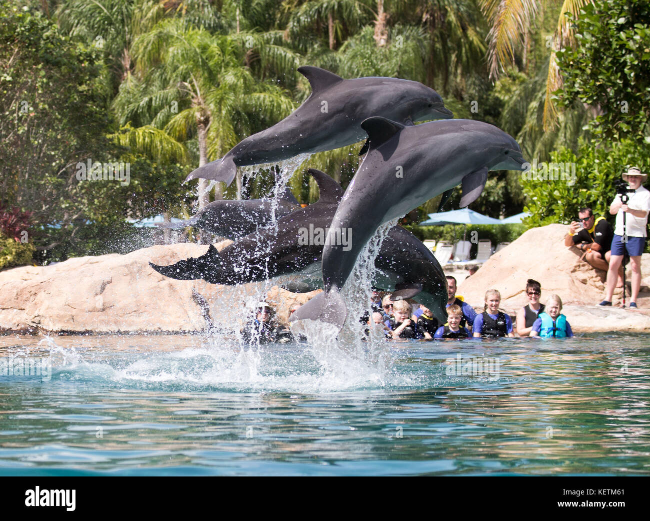 Delfini durante la visita Dreamflight a Discovery Cove a Orlando, Florida. Foto Stock