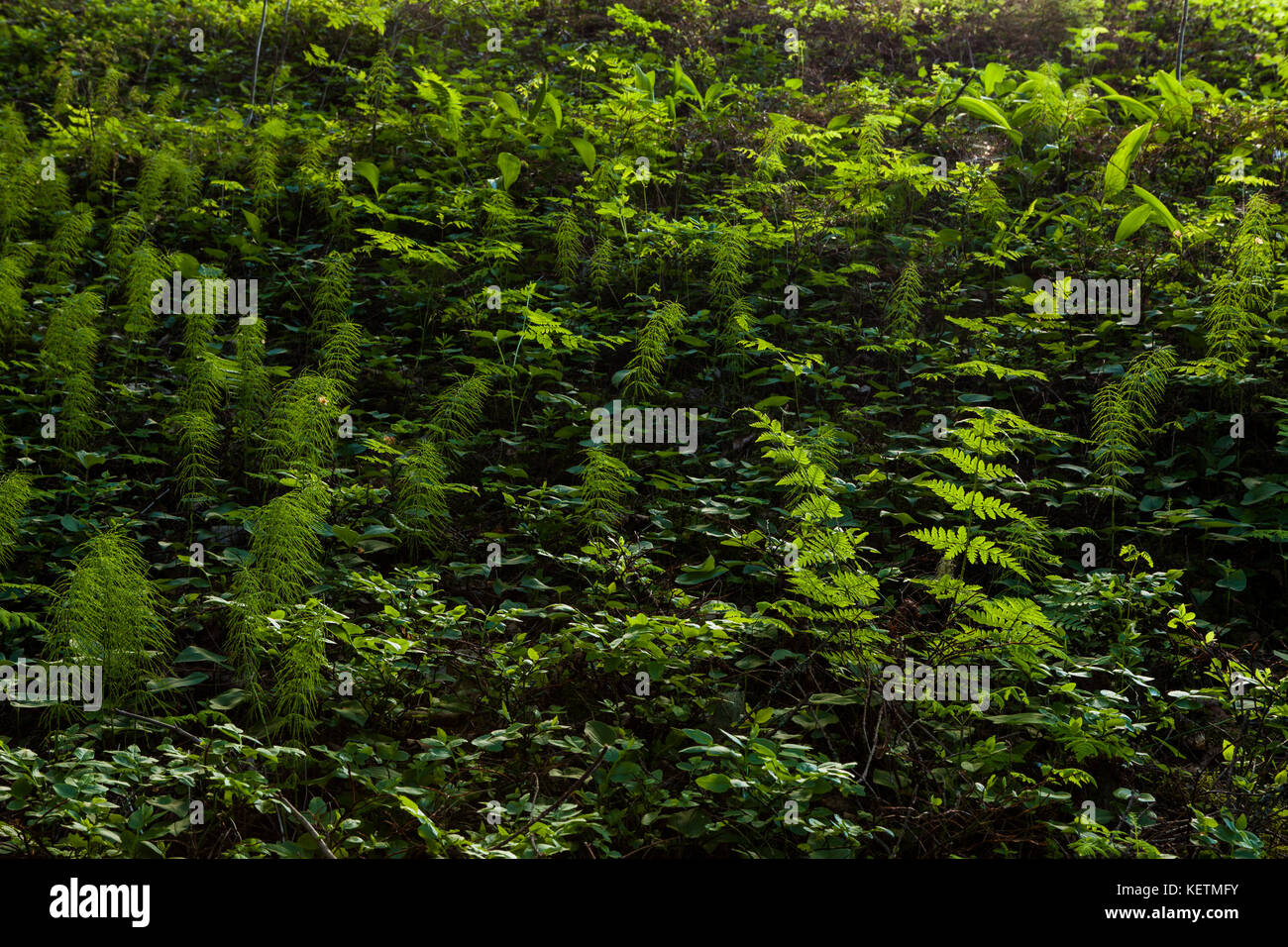 Forest Floor vegetazione illuminata Foto Stock