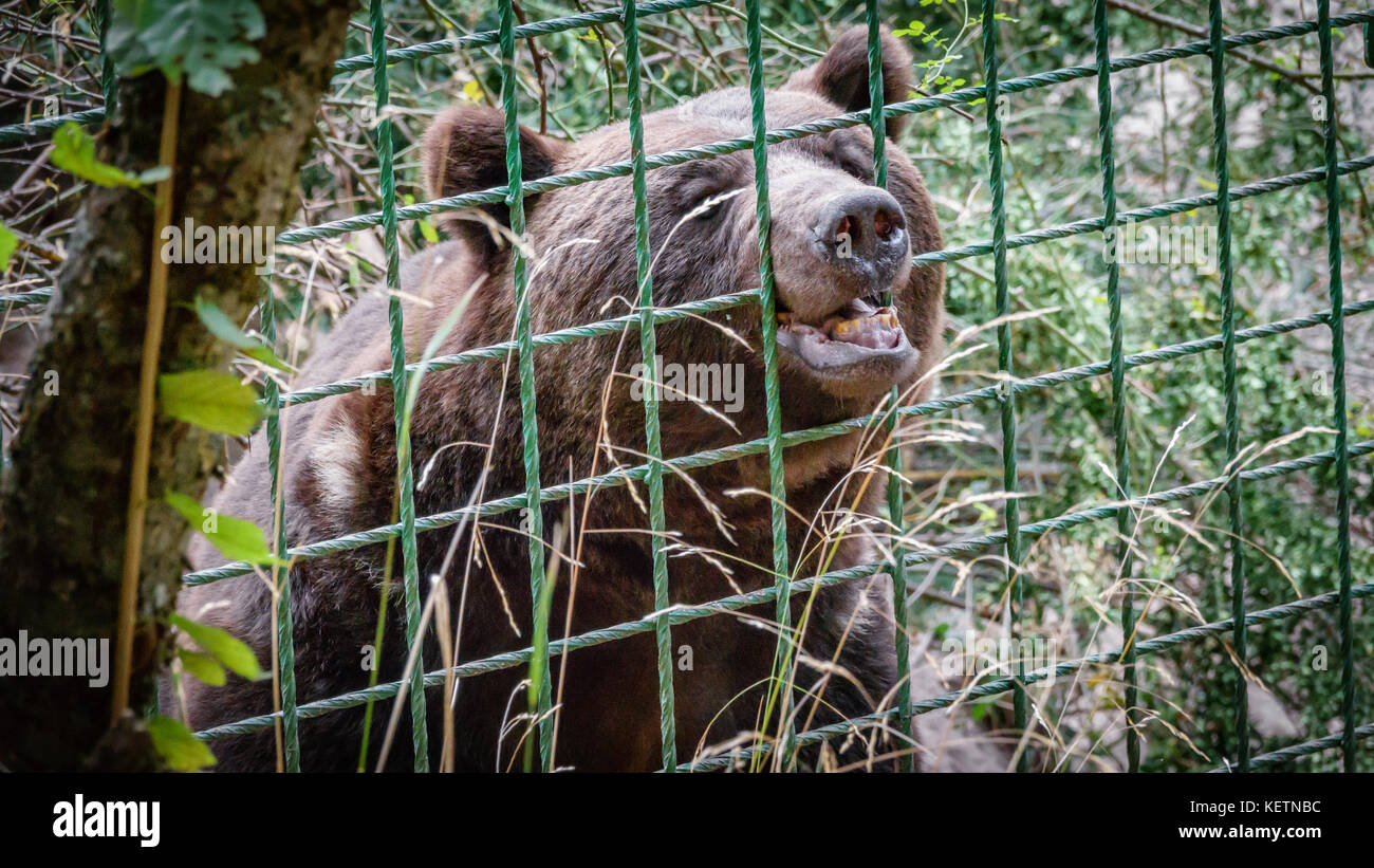 Orso selvatico dietro la recinzione in ferro Foto Stock