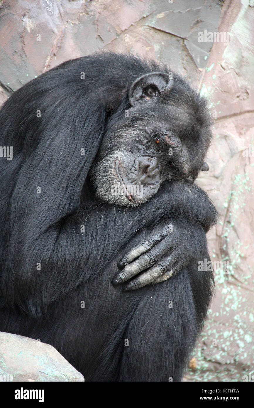 Ritratto di un triste di scimpanzé. close-up foto Foto Stock
