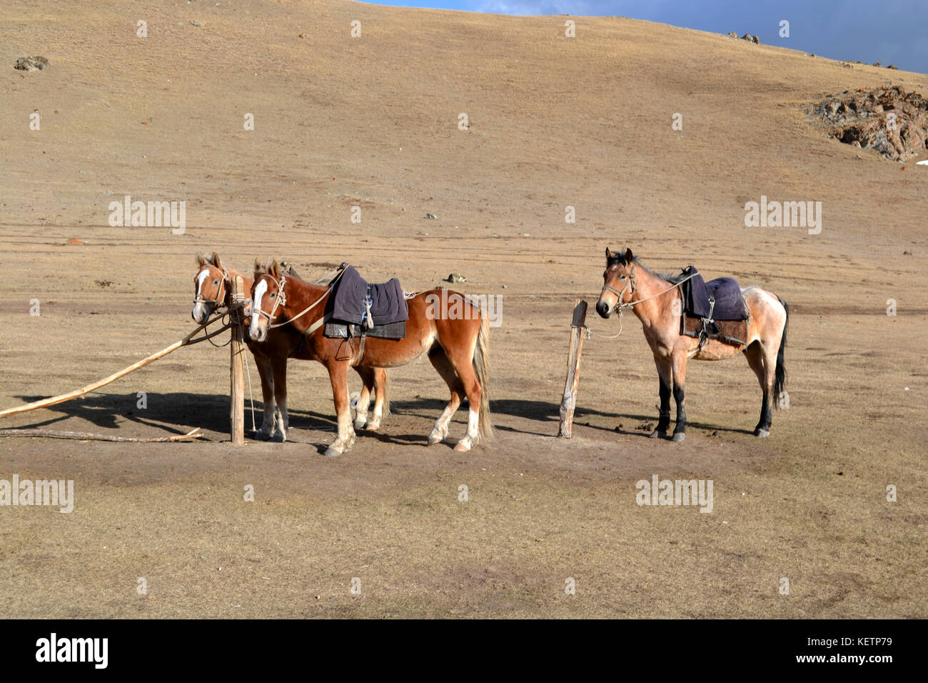 Le foto scattate durante 3 giorni di equitazione trek in Kirghizistan a Song Kol. montagne, paesaggi, steppa e cavalli. Foto Stock