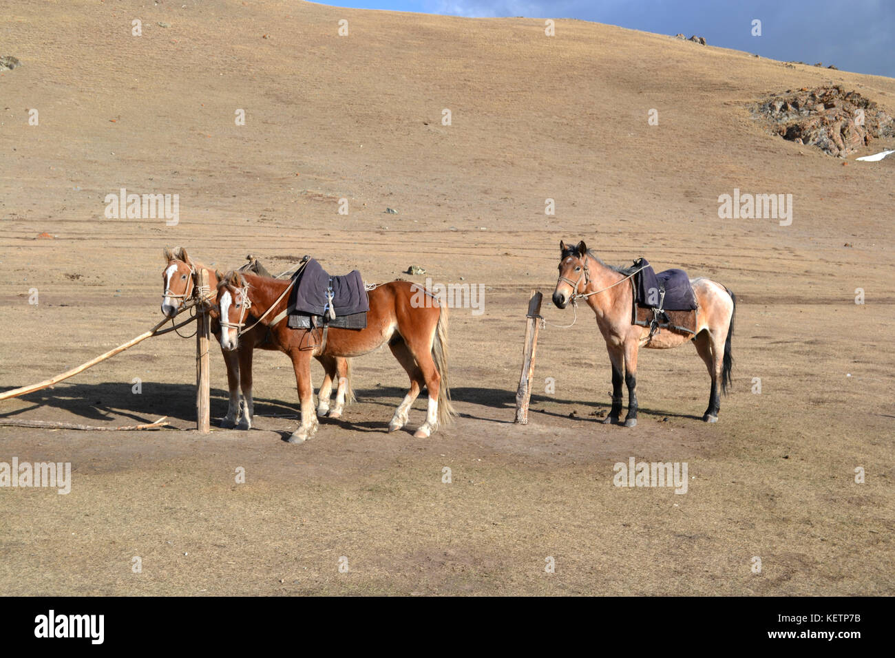 Le foto scattate durante 3 giorni di equitazione trek in Kirghizistan a Song Kol. montagne, paesaggi, steppa e cavalli. Foto Stock