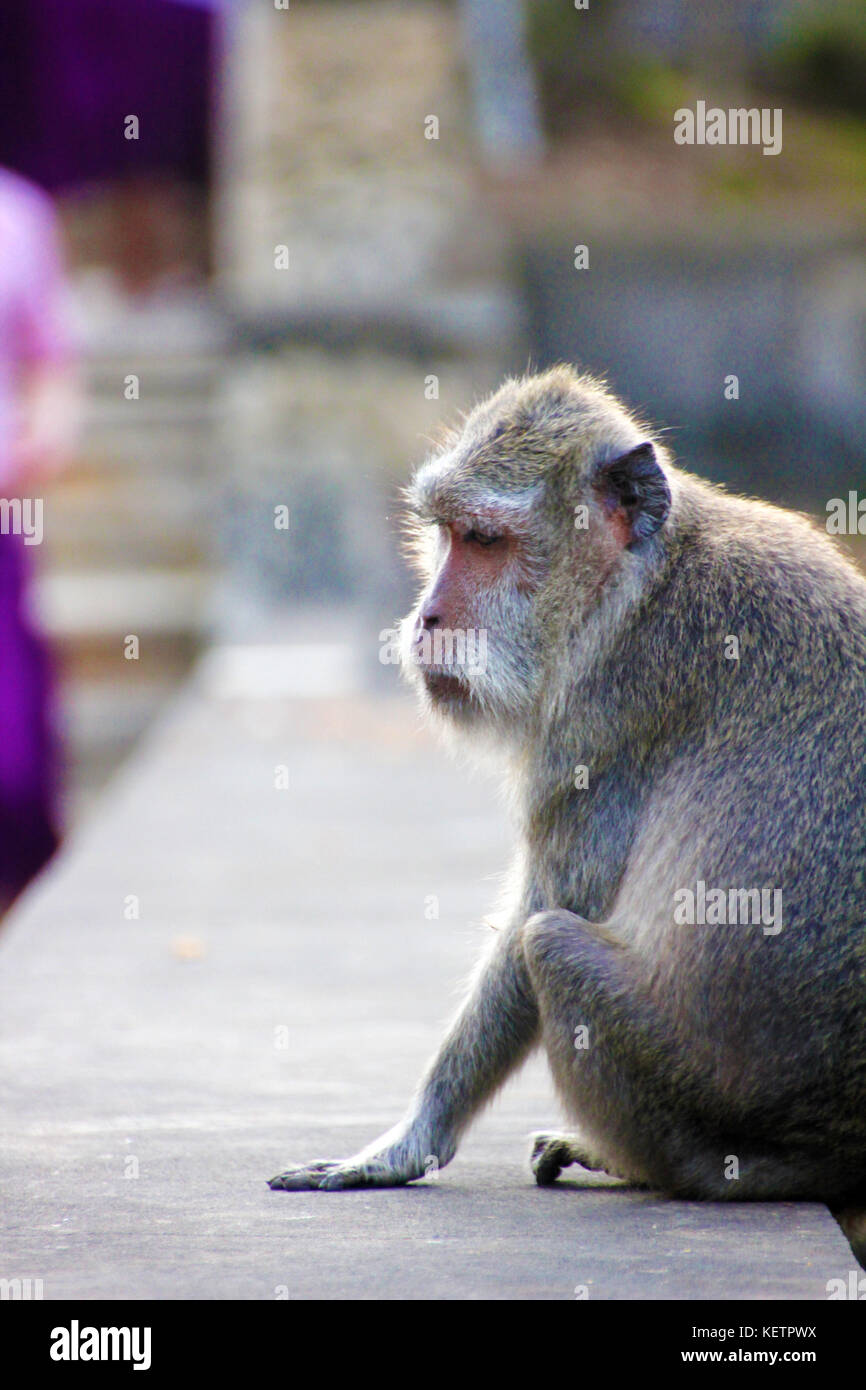 Monkey al tempio Foto Stock