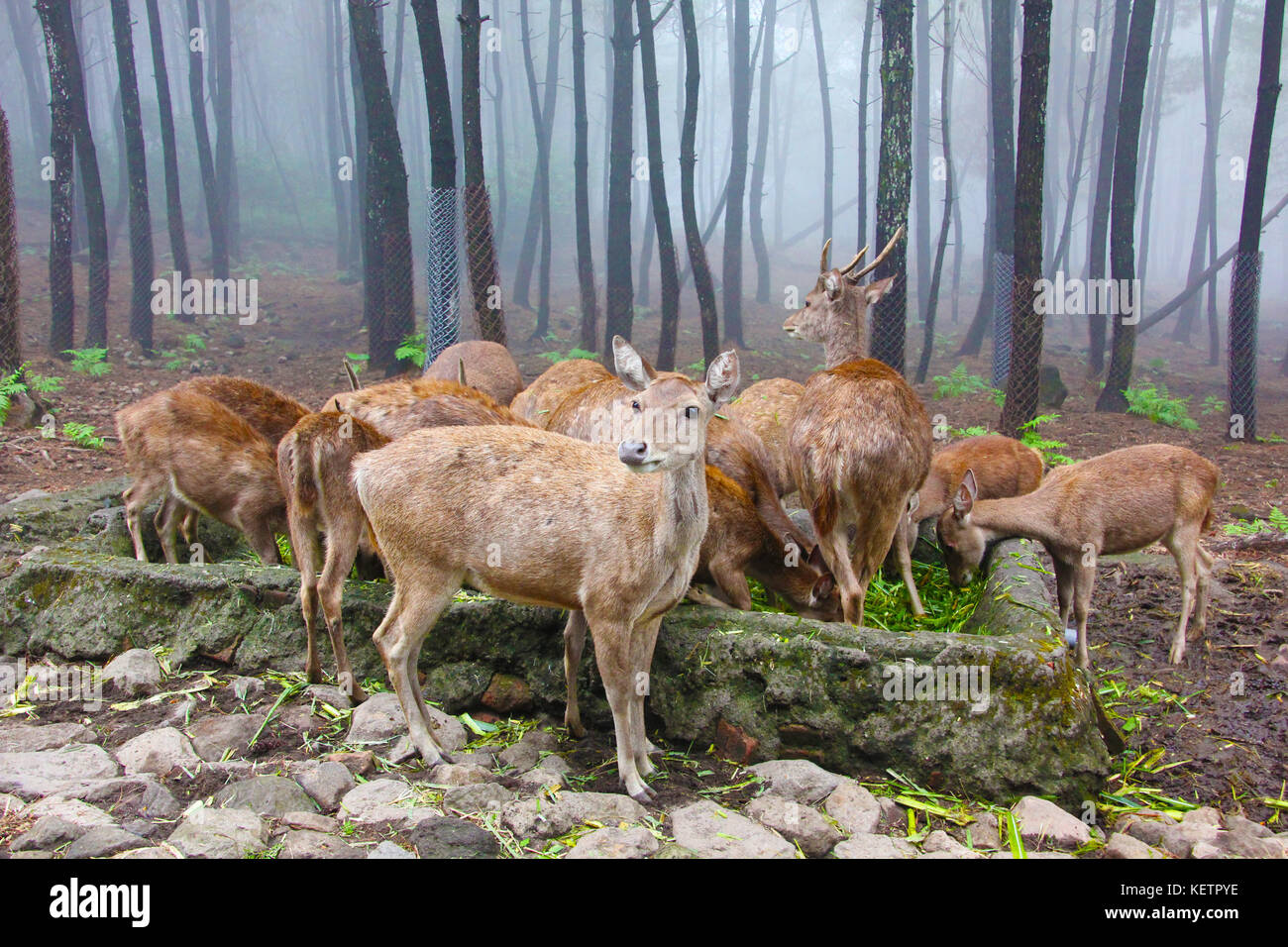 Deer presso la Taman Safari 2 Foto Stock